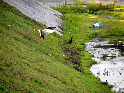 [A mallard is several feet off the ground. Its body is arched inward as its head and feet are forward (a reverse C shape). Wings are outstreched behind it and its tail is down.]